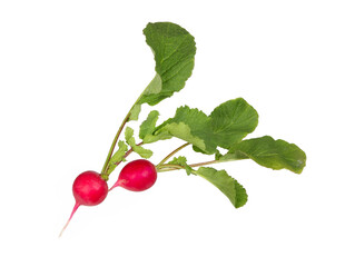 Poster - Radish with leaves cut out.