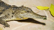 Close Up Of Caiman Crocodile Eating A Chick