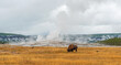 American Bison (Bison bison) grazing by Old Faithful Geyser, Yellowstone National Park, Wyoming, USA.