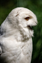 Profile Portrait Of Male Snow Owl On The Green Background