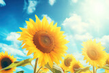 Fototapeta Kwiaty - A field of sunflowers stretching as far as the eye can see, with vibrant yellow petals and blue skies, creating a visually stunning display of nature's beauty in high-definition 8k brilliance