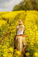 A Female Equestrian Riding On Her Haflinger Horse Through A Yellow Flower Rape Field In Spring Outdoors. Backside View