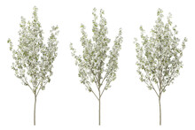 Pyrus Calleryana Tree On Transparent Background, Png Plant, 3d Render Illustration.