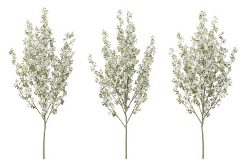 Pyrus calleryana tree on transparent background, png plant, 3d render illustration.