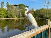 A View Of A Great Egret Perched On A Boardwalk.