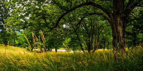 Wall Mural - Green forest with curved maple tree trunks and mature tall wild grasses. Hudson Valley summer landscape in Upstate New York.  