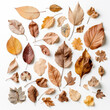 Flat lay image with dry autumn leaves on white background