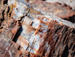 Close up shot of a petrified wood log - Petrified Forest National Park, Arizona, USA