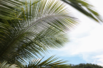 Wall Mural - Palm tree against the sky