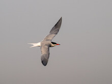 Common Tern In Flight Against Gray Sky