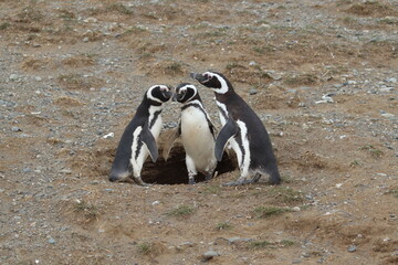 Penguin