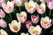 Kwiaty tulipanów, które błyszczą otoczone pięknym światłem: wspaniały krajobraz, który wyraża piękno natury - Generative AI 7