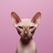 sphinx hairless cat closeup isolated on plain pink studio background made with generative ai