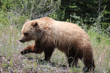 Wall Mural - brown bear in the woods, Nordegg, Alberta