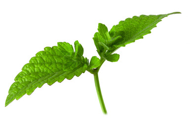 Wall Mural - Lemon balm leaves isolated on white background.