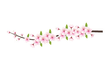 Cherry blossom branch with sakura flower. Falling petals, flowers. Isolated flying realistic Japanese pink cherry or apricot floral elements  background. Cherry blossom branch, flower petal illustrati