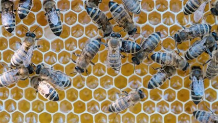 Wall Mural - Bees on honeycomb, extreme macro footage. Insects working in wooden beehive, collecting nectar from pollen of flower, create sweet honey. Concept of apiculture, collective work. 4k.