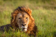 Male lion ( Panthera Leo Leo) enjoying the beautiful african sunset, Mara Naboisho Conservancy, Kenya.