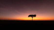 Panorama Silhouette Tree In Africa With Sunrise.Tree Silhouetted Against A Setting Sun.Dark Tree On Open Field Dramatic Sunrise.Typical African Sunset With Acacia Tree In Masai Mara, Kenya.