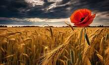  A Poppy In A Field Of Wheat Under A Cloudy Sky.  Generative Ai