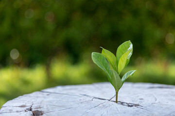 Young plants or tree growing from soil. Plants are growth in natural ecosystem. The young green trees are important for our environmental system. Agricultural development is harmed to environment.