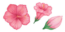 Red Hibiscus Flower. Petunia. Mirabilis. Mallow. Single Red Flower. Watercolor Illustration