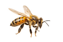 Honey Bee Isolated On A Transparent Background. AI