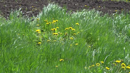 Wall Mural - Blooming dandelions and green grass sway in the wind.