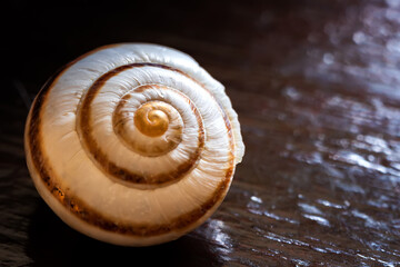 a beautiful macro view to the shell of a snail