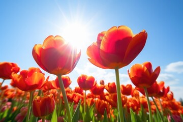 Canvas Print - closeup of a bunch of tulips against a sunny sky background, created with generative ai