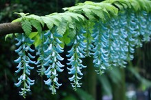Jade Vine Flowers Cascading From A Branch In A Garden, Created With Generative Ai