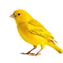 Canary Bird Animal