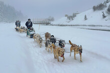 Husky Dogs Are Pulling Sledge With Family During Heavy Snowfall In Meribel -Mottaret Village, France.