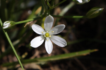 Wall Mural - white spring flowers