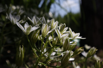 Wall Mural - white spring flowers