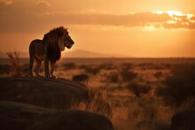 Sunset And Lion In Silhouette