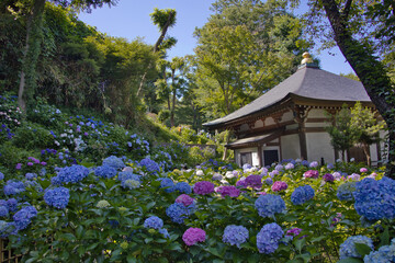 Wall Mural - あじさい寺の風景