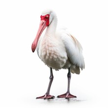 African Spoonbill Savanna Animal. Isolated On White Background. Generative AI.