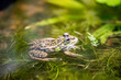 Daruma pond frog (Pelophylax porosus) is a species of frog in the family Ranidae. Its natural habitats are temperate grassland, rivers, freshwater marshes, ponds, irrigated land, and canals.