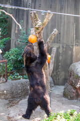 An Ussuri brown bear (Ursus arctos lasiotus) is taking food from the hanging ball sharp container. This is kind of enrichment activity in Ueno zoo Tokyo Japan. 