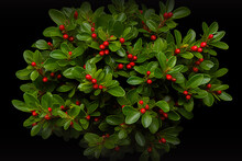 A Green Bright Leaf Of A Deciduous Cotoneaster Shrub With Ripe Red Berries On A Black Background. Generative AI
