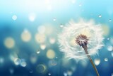 Fototapeta Dmuchawce - Golden dew drops on dandelion seed with blue background, Generative AI