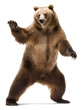 dancing grizzly bear standing, isolated background. Generative Ai