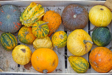 Pumpkins Gourds Squash Crate