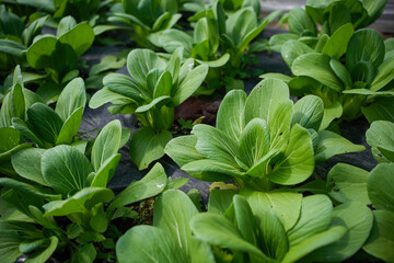 Fresh pak choy or bok choy grows well on a farm land