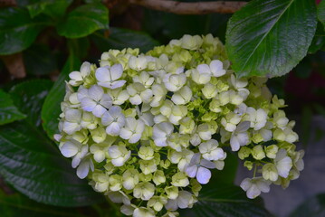 Wall Mural - Flower of Hydrangea or Hortensia, Hydrangea macrophylla is a species of flowering plant in the family Hydrangeaceae