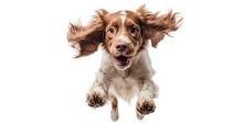 A Happy And Smiling Jumping Dog In The Air On A Transparent Background