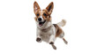 A happy jumping dog in the air on a transparent background