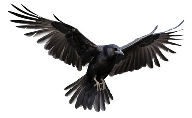 Wall Mural - raven flying isolated on transparent background - generative ai