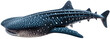 Whale shark isolated on white background as transparent PNG, generative AI animal